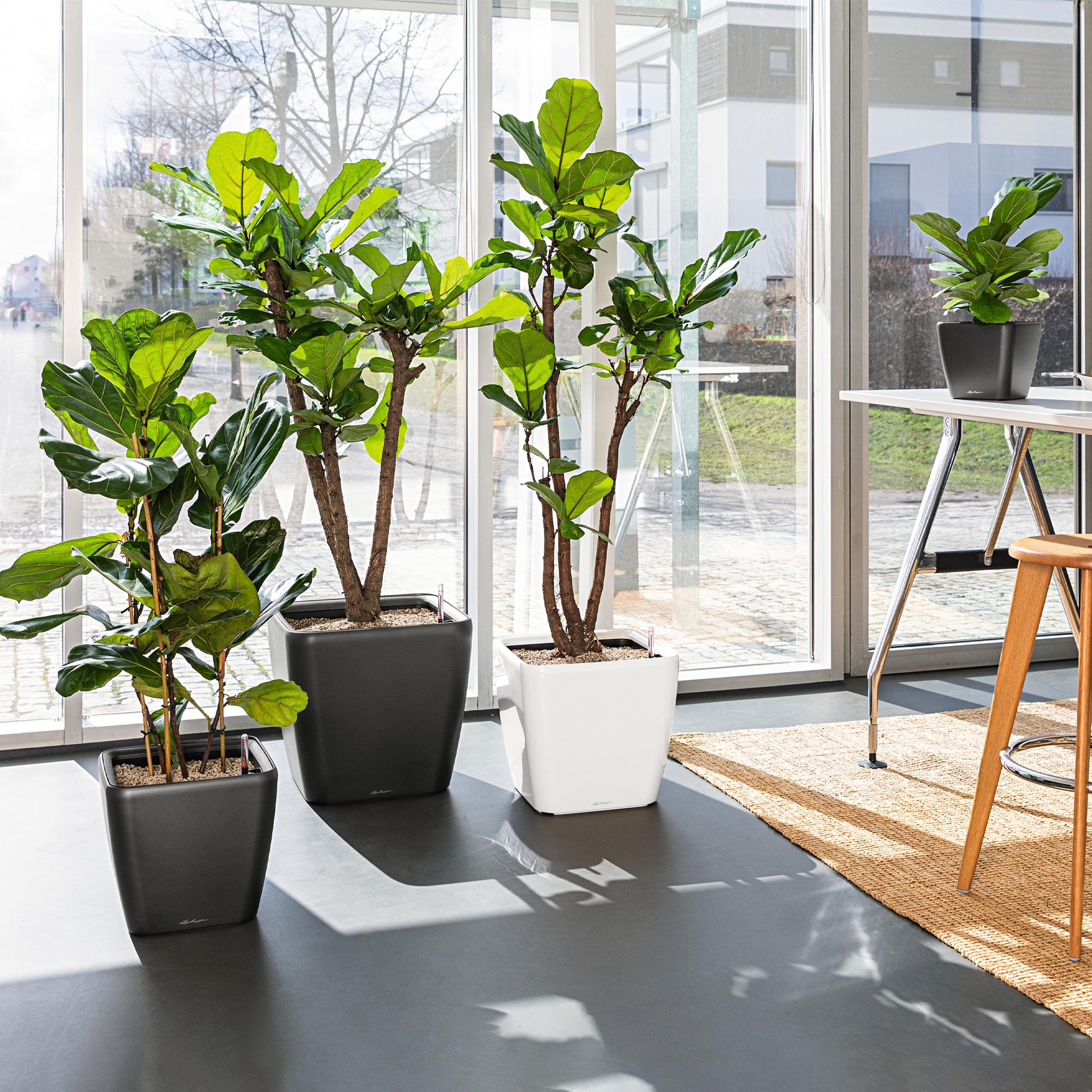 QUADRO Premium LS 43 charcoal